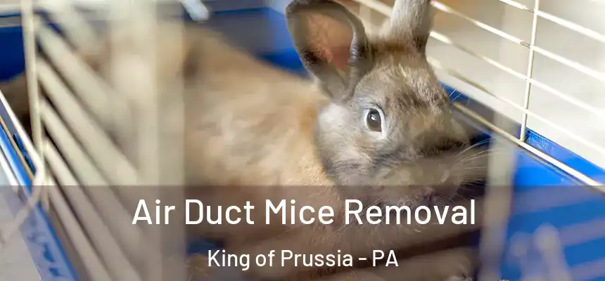 Air Duct Mice Removal King of Prussia - PA